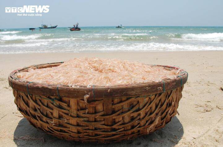 Theo ngư dân địa phương, mùa ruốc thường bắt đầu từ đầu tháng 2 Âm lịch và chỉ kéo dài khoảng 3 tháng. Hiện tại, bà con đang bước vào cuối vụ khai thác.