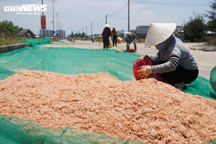 Vì sản lượng ruốc tươi quá nhiều và bán không hết nên bà con phơi khô rồi đóng bao đưa đi tiêu thụ.