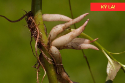 Tin tức sức khỏe - Loại rau dại trước chỉ để cho lợn ăn, nay thành “đặc sản”, giúp đường tiểu thông thoáng, đi giải êm ru!