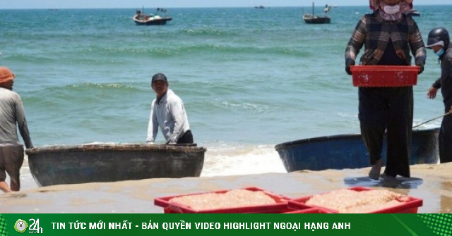 Ruốc xuất hiện dày đặc, ngư dân Đà Nẵng 'bỏ túi' bạc triệu sau vài giờ vươn khơi
