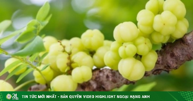 Loại quả từng rụng đầy bờ rào, nay “lột xác” thành đặc sản
