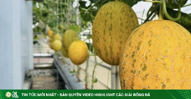 Thu hoạch gần một tạ quả từ vườn dưa trên ban công