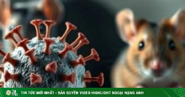 Manh mối dịch tễ về "bệnh nhân số 0" trong ổ dịch Hanta ở du thuyền hạng sang