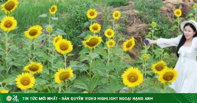 Cánh đồng hoa hướng dương đẹp như tranh ở Cần Thơ