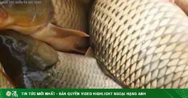 Loại cá giá bình dân, bán đầy chợ Việt, cực tốt cho sức khoẻ của gan