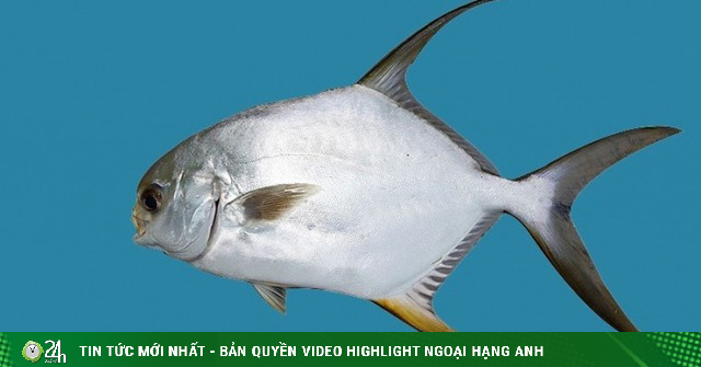 Loài cá được ví như “tứ quý ngư” ở Việt Nam giá biến động khó tin