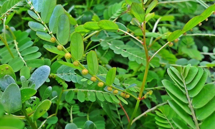 Diệp hạ châu hay còn gọi là cây có đẻ có khả năng giải độc và bảo vệ gan nhờ các hoạt chất phyllanthin và hypophyllanthin. (Ảnh minh họa)
