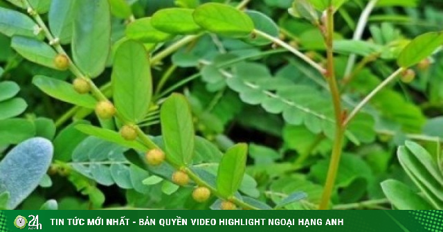 Việt Nam có cây thuốc quý, vừa dưỡng gan vừa bồi bổ đủ đường cho cơ thể