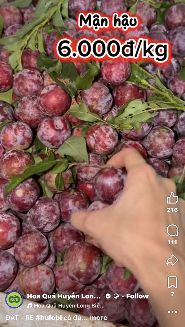 Nhiều nơi bán mận giá sỉ chỉ khoảng vài nghìn đồng/kg.