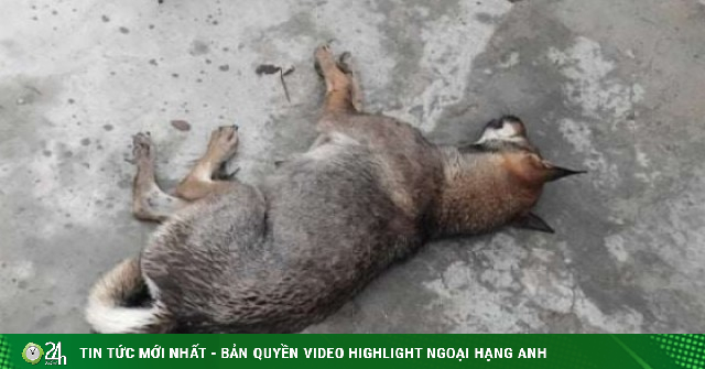 "Chó điên” cắn nhiều người ở Nghệ An dương tính với virus dại