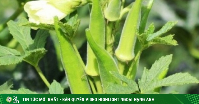 Thứ quả được ví như “vị thuốc đại bổ”, ăn vào tim khỏe, xương chắc, ngừa ung thư