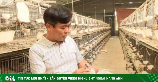 Lão nông Bắc Ninh nghĩ ra cách nuôi chim “nhàn tênh”, 6 công nhân chăm cả vạn chim bồ câu, thu tiền tỷ mỗi tháng