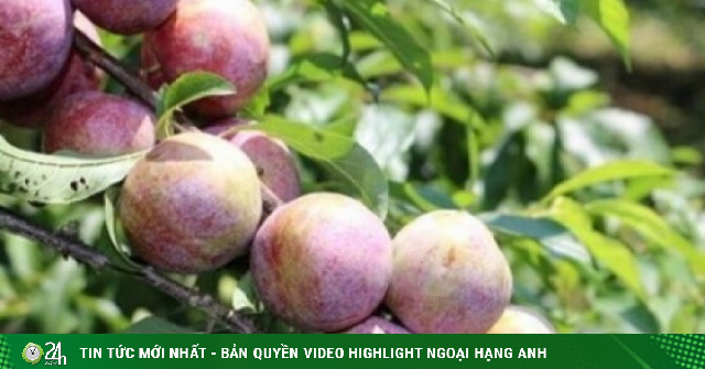 Mận hậu Việt Nam được bán với giá cao bất ngờ ở nước ngoài