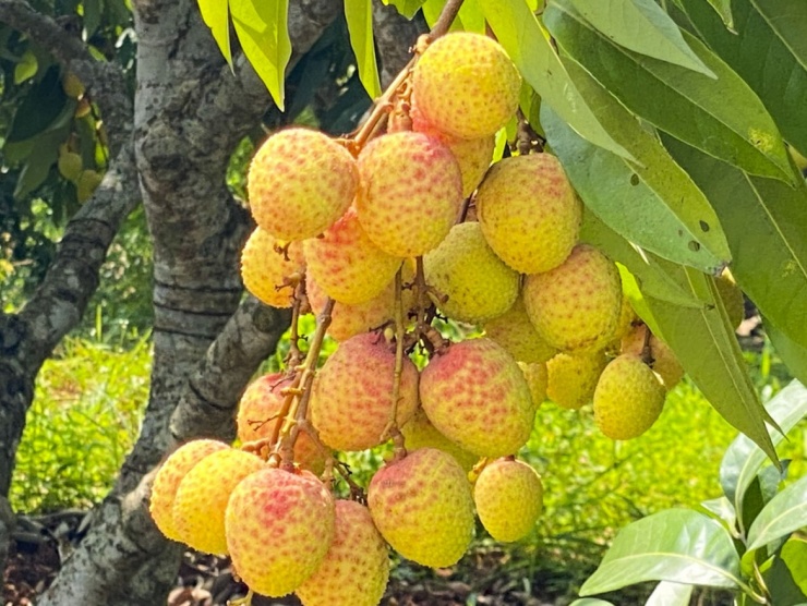 Bảo Khánh
