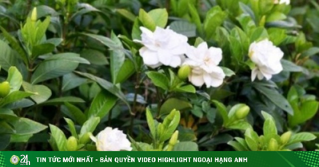 Cây thuốc đa công dụng, bộ phận nào dùng cũng siêu bổ dưỡng lại ít người biết