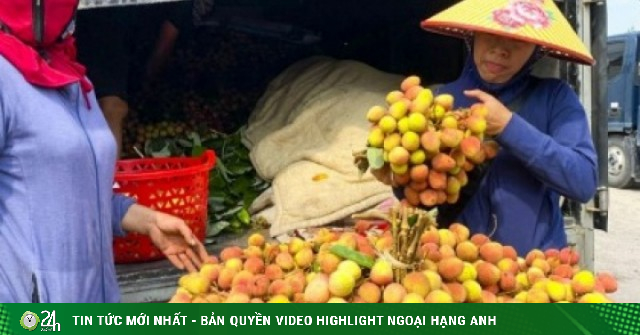 Vải chín sớm mất mùa: Hàng đẹp thành 'của hiếm', hàng xấu bị ép giá