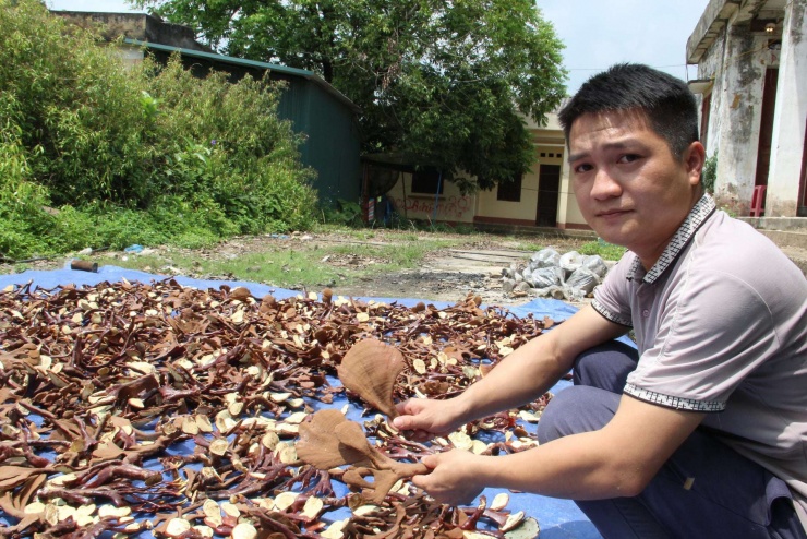 Anh Khoa b&ecirc;n những c&acirc;y nấm lim xanh mới thu hoạch. Ảnh: Ho&agrave;ng T&iacute;nh