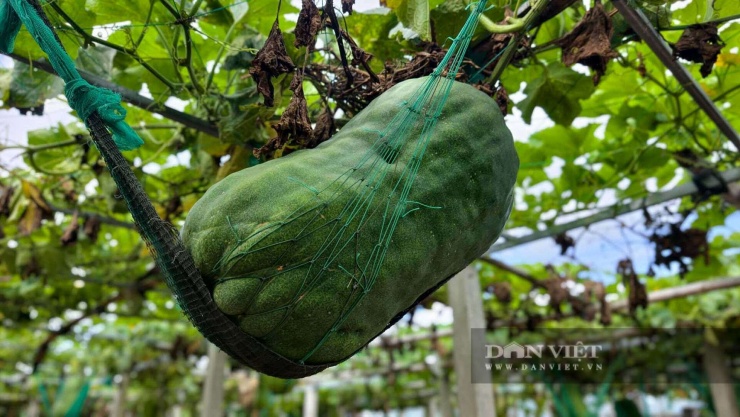 Quả bí đao khổng lồ nằm trên võng trong vườn nhà nông dân.