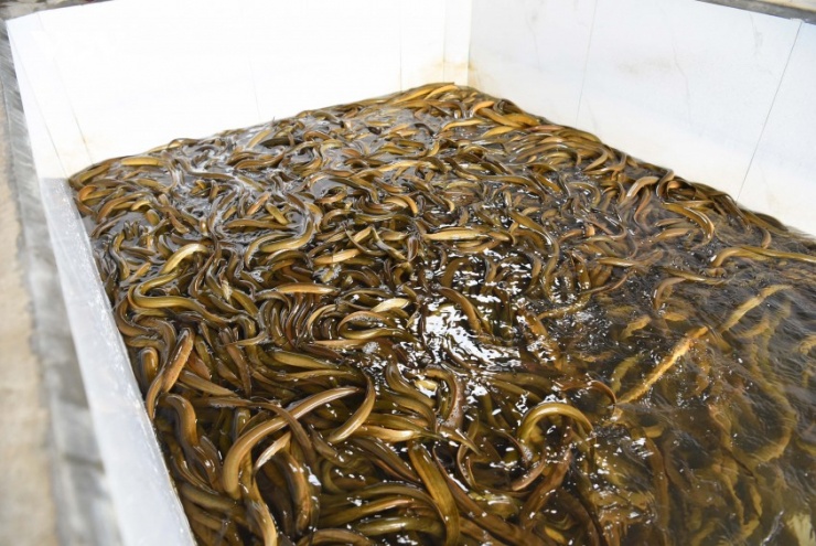Bỏ việc ngân hàng về nuôi lươn, người đàn ông xây mô hình lớn nhất miền Bắc - 3