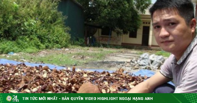 Trồng thử "loại cây" ví như “dược liệu vàng”, thu lứa đầu tiên, nông dân này ở Lạng Sơn bán 600.000-700.000 đồng/kg