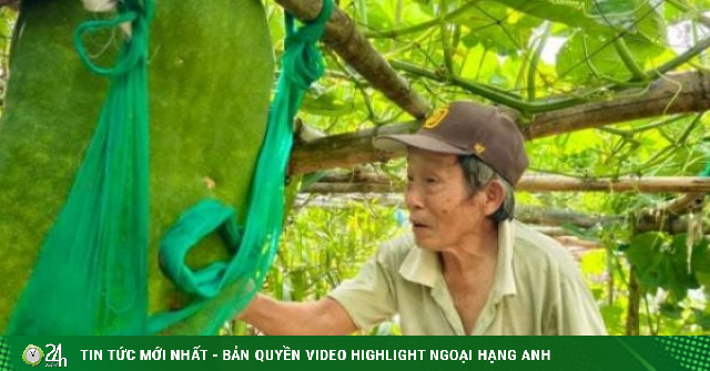 Làng này ở Bình Định, nay thuộc tỉnh Gia Lai trồng giống bí đao gì mà quả nặng tới 70kg khiến ai nhìn cũng “choáng”