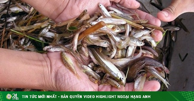 Loại cá nhỏ cuối mùa nước lũ thành đặc sản đắt giá
