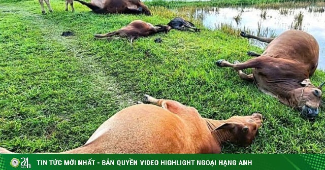 5 con bò bị sét đánh chết giữa đồng ở Hà Tĩnh
