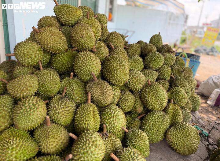 Các doanh nghiệp, thương lái tăng thu mua sầu riêng phục vụ xuất khẩu sang Trung Quốc khi tình trạng ùn ứ tại phòng kiểm nghiệm dần được tháo gỡ.