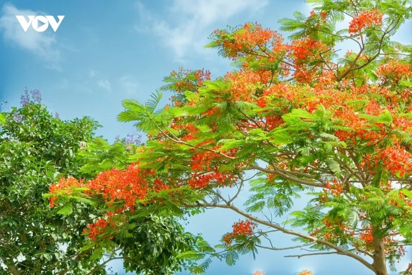 Màu đỏ rực rỡ của phượng vĩ gợi nhắc về một thời thanh xuân nhiệt huyết, đầy ắp những ước mơ và hoài bão. Dù thời gian trôi đi, vẻ đẹp ấy vẫn mãi rực rỡ trong tim mỗi người.