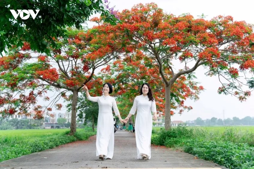 “Đối với những người đã đi qua tuổi học trò như chúng tôi, màu hoa phượng luôn gợi nhắc về một thời thanh xuân rực rỡ nhất. Khi đến con đường này, khoác lên mình tà áo dài trắng và chụp những bức ảnh kỷ niệm cùng bạn bè, chúng tôi như được lật lại cuốn album ký ức của chính mình. Những nụ cười vô tư dưới gốc phượng già khiến ai cũng thấy mình như trẻ lại. Giữa cuộc sống bận rộn, con đường hoa này giống như một chiếc vé khứ hồi diệu kỳ đưa chúng tôi tìm về những năm tháng hồn nhiên, trong trẻo nhất của cuộc đời” - chị Nguyễn Thu Hằng - xã Đại Đồng, tỉnh Bắc Ninh (Du khách tham quan, chụp ảnh tại đường hoa) chia sẻ.