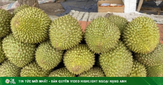 Giá sầu riêng Ri6 bật tăng trở lại