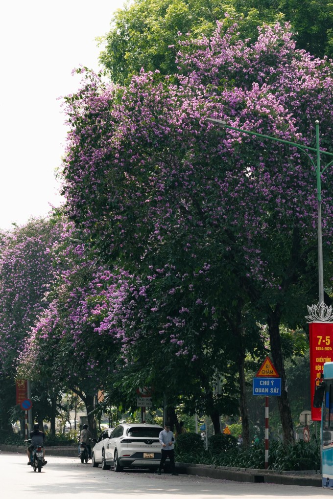 Việt Nguyễn