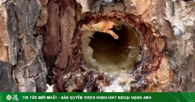Phẫn nộ cảnh hàng trăm cây thông bị khoan lỗ, đổ chất độc ở Lâm Đồng