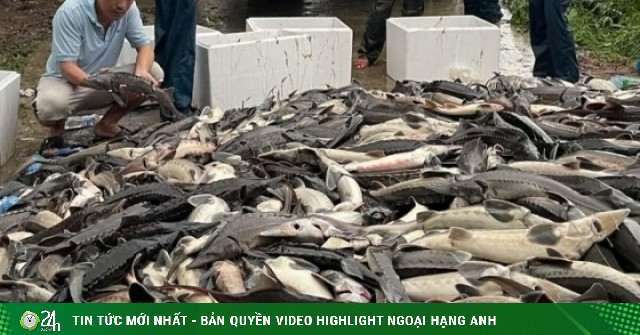 Hơn 10.000 con cá tầm bị lũ cuốn trôi ở Quảng Ninh, người dân kêu gọi 'giải cứu'