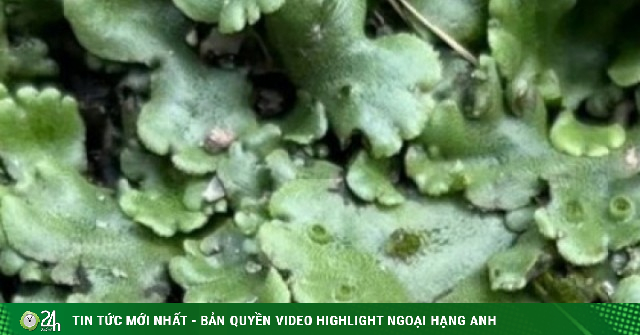 Loài cây mọc dại ven suối không ai ngó, nay thành hàng đắt giá