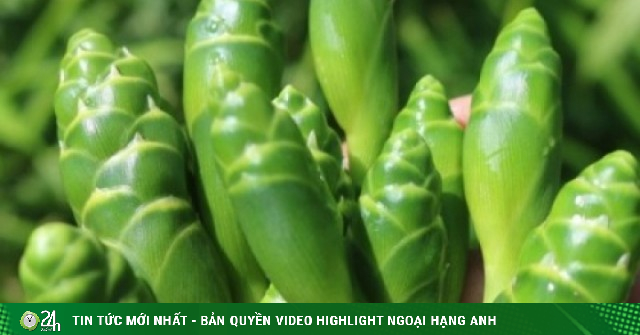 Hoa gừng: Loại đặc sản lạ miệng với giá trị dinh dưỡng bất ngờ