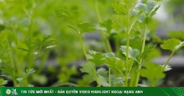 Cây thuốc bổ thơm nức mũi, giá rẻ bèo dùng thường xuyên bổ não dưỡng tim cực tốt
