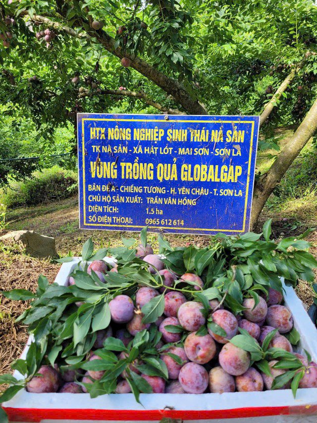 Mận Pu Nhi - loại mận được mệnh danh ngon hơn cả mận hậu đang đổ bộ chợ H&agrave; Nội.