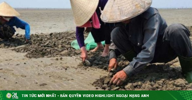 Dân nơi này ở Nghệ An nuôi loài hải sản gì mà không cần cho ăn, khều đều tay, có từng nào cũng bán hết ngay