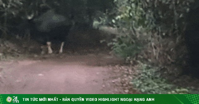 Clip ‘chạm mặt’ bò tót ở bìa rừng khiến người dân thích thú