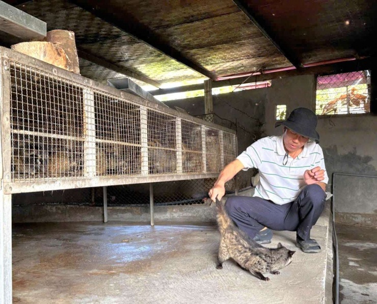 Anh Hoàng Văn Minh, thôn Phú Ninh, xã Ninh Châu chăm sóc đàn Chồn hương tại khu chuồng nuôi của gia đình. 