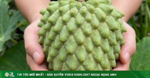 Trồng loại quả lạ thơm mùi dứa, nông dân miền Tây đổi đời sau vài vụ