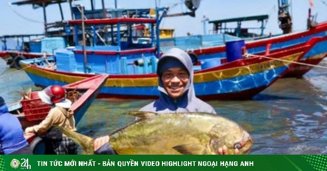 Ngư dân trúng đậm luồng cá vàng dâng 'hiếm khi xuất hiện'