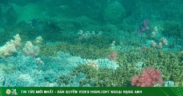 Kiệt tác 'rừng hoa' san hô dưới biển Cù Lao Chàm
