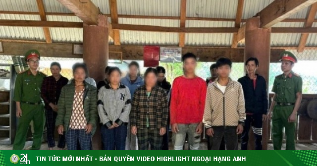 Khởi tố 12 người nhổ trộm 250 củ sâm Ngọc Linh ở Quảng Ngãi