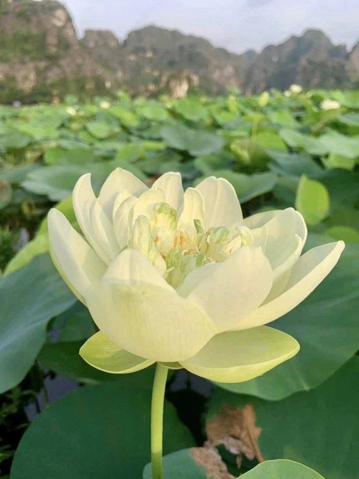Sen trắng ở Ninh Bình to và đẹp, nở rất lâu.