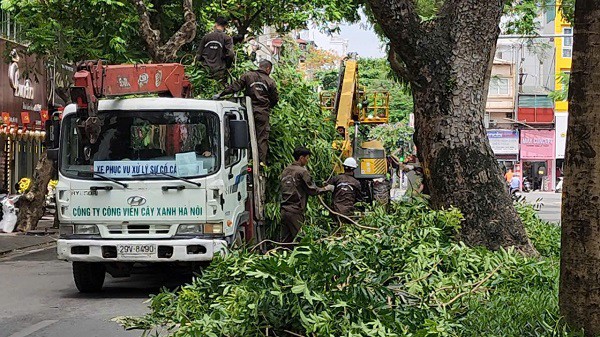 Cắt sửa hơn 35.000 cây xanh trước mùa mưa bão - 9