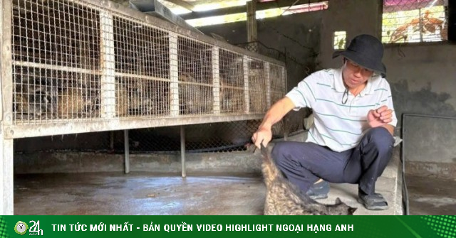 Nuôi loài vật hoang dã ăn chuối "như chảo chớp", một nông dân Quảng Bình, nay là tỉnh Quảng Trị thu trăm triệu/năm