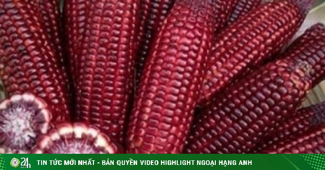 Ngô nữ hoàng đỏ thành hàng “hot” hút khách
