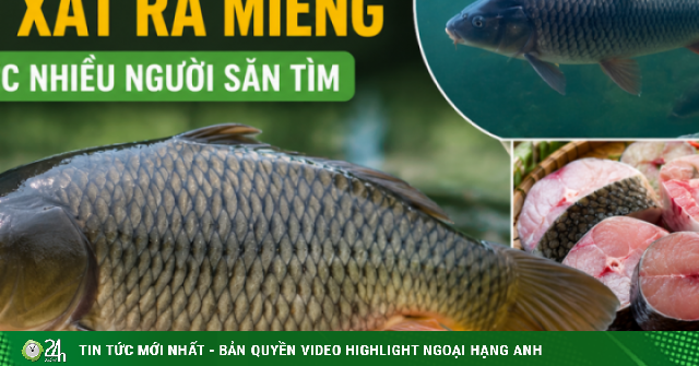 Loại cá nước ngọt ‘đắt xắt ra miếng’ được nhiều người săn tìm